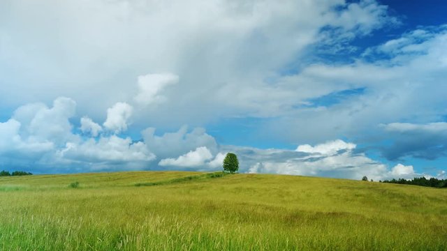 Lonely tree on green field against blue sky background