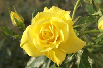 fresh yellow rose