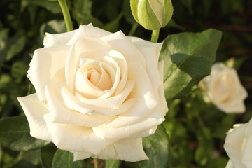 white rose