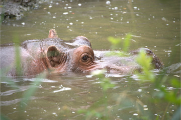 Fototapeta premium Männliches Flusspferd