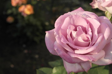 pink rose
