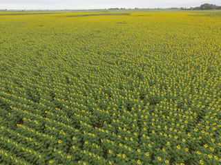 Sunflower cultivation, Aerial view, in pampas region, Argentina