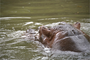 Flusspferd im Wasser