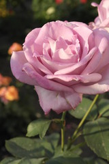 pink rose