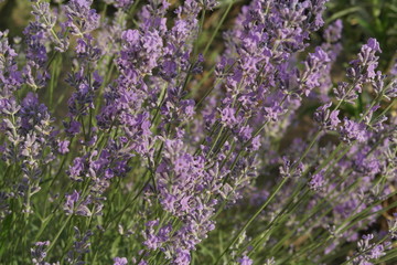 Fototapeta premium lavender