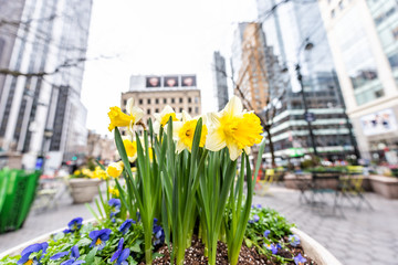 Macro closeup of spring daffodil urban yellow flowers in New York City, USA, on street NYC Herald...