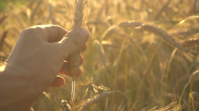Male Hand Touching A Golden Wheat Ear In The Wheat Field