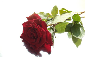 red rose 