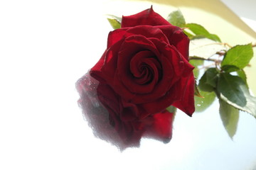 red rose 