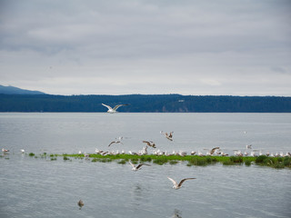 Sea gulls fly over Hood Canal, Washington