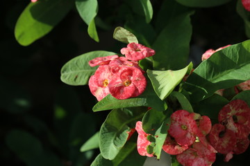 Beautiful red flowers in the garden