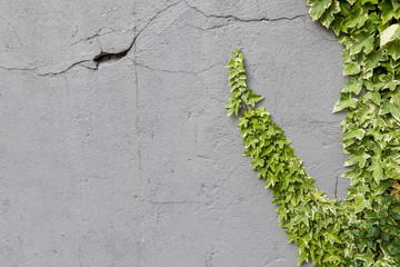 Ivy on an stone wall texture