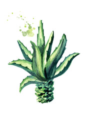 Agave plant. Hand drawn watercolor illustration,  isolated on white background