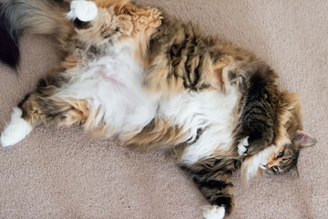 Closeup of one calico maine coon cat lying on back on living room carpet, lazy overweight fat adult kitty, belly up