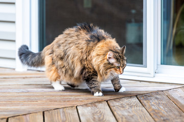 Calico maine coon cat walking on empty, large wooden deck exploring on terrace, patio, outdoor garden house on floor by glass door, making funny pose
