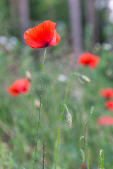 Fototapeta na wymiar Red poppies field, remembrance day symbol