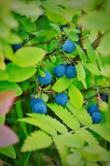 Fresh fruits of ripe inedible psychedelic blueberries growing on highlands and peat bogs in the Czech Republic, Europe, green leaves, sunny summer day, vertical image