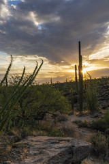 Sunset at Saguaro National Park, Arizona.