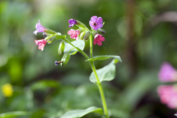 Pulmonaria officinalis in bloom, early springtime flowering herb, group of pink purple and blue violet flowers with leaves
