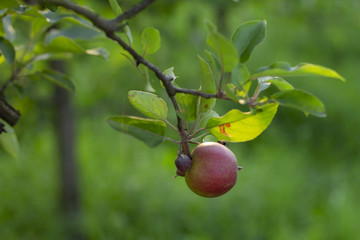 One red apple in garden