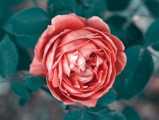 Red rose | Czerwona róża 