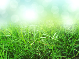 Fototapeta na wymiar Green grass background, nature texture