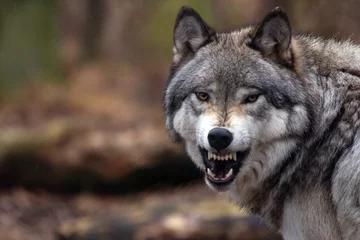  wolf © Donatas