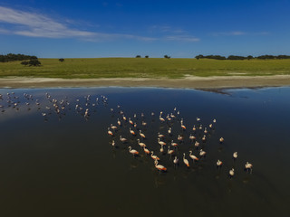 Flamingos in patagonia , Aerial View
