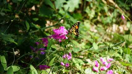 Obraz premium Butterfly on Flowers