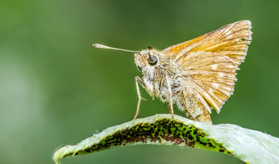butterfly 36