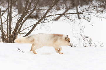 Red Marble Fox (Vulpes vulpes) Prowls Right