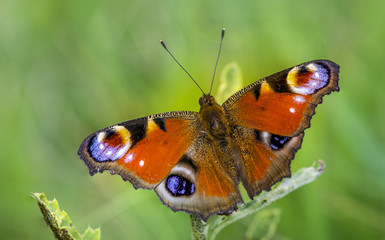 Fototapeta na wymiar butterfly 37