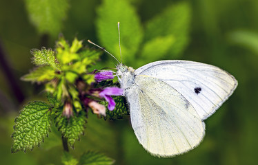 butterfly 38.