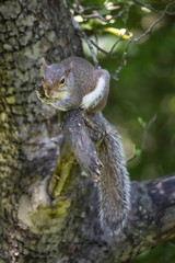 Grey Squirrel Clutches Apple Tree Limb