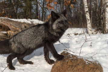 Silver Fox (Vulpes vulpes) Steps Up on Rock