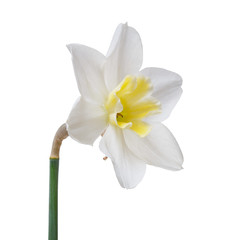 Blüte einer Narzisse mit einem gelben Zentrum auf einem weißen Hintergrund.