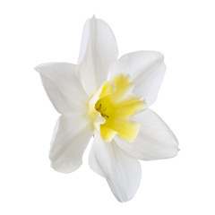 Naklejka na ściany i meble Flower of a daffodil with a yellow center isolated on a white background.