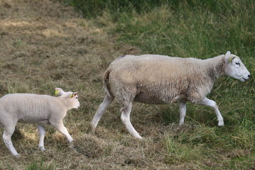 sheeps © Wojciech