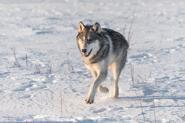 Grey Wolf (Canis lupus) Runs Forward Close Up