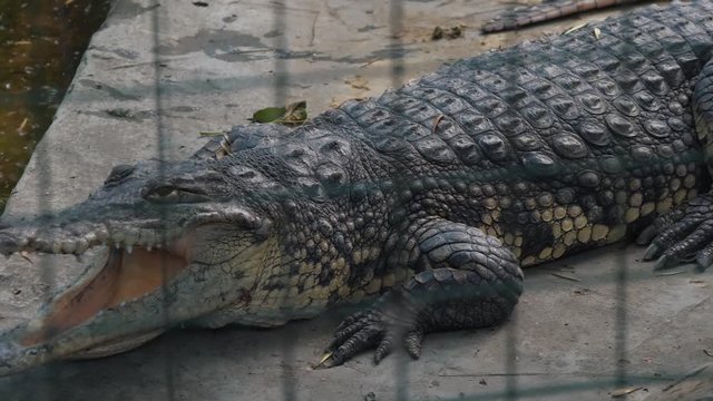 Alligator in the zoo for the grid on the hunt with an open mouth.