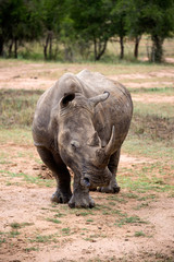 Naklejka premium Rhino Front View