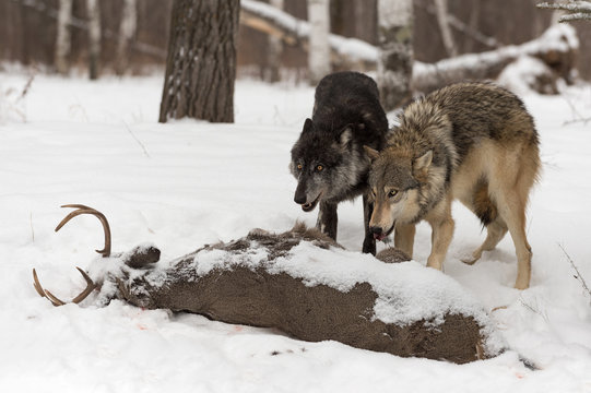 Grey Wolves (Canis lupus) Stand Over White-Tail Buck Carcass