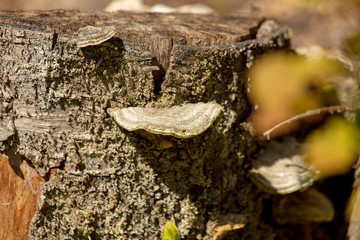 Mushroom on log