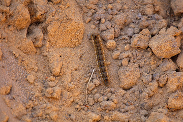 Caterpillar on sand