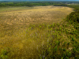 Natural forest fields