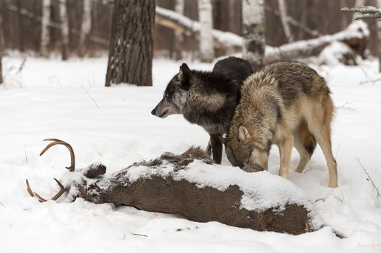 Black Phase Grey Wolf (Canis lupus) Looks Left While Other Digs In