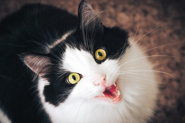 Portrait of Russian blue Cat on Isolated Black Background. the cat looks up, squinting a little,...