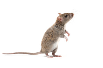 closeup young rat   (Rattus norvegicus) stands on its hind legs and looking up. isolated on white background - obrazy, fototapety, plakaty