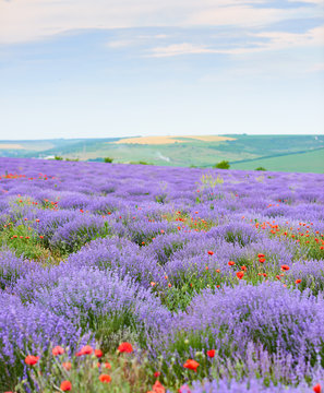Fototapeta lavender field with poppy flowers, beautiful summer landscape