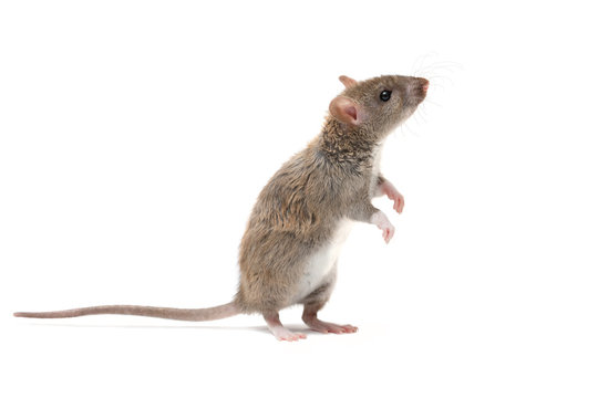 closeup young rat   (Rattus norvegicus) stands on its hind legs and looking up. isolated on white background